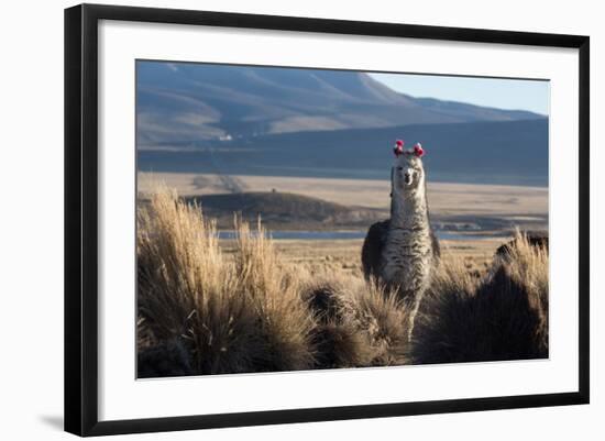 A Portrait of a Large Llama in Sajama National Park, Bolivia-Alex Saberi-Framed Photographic Print