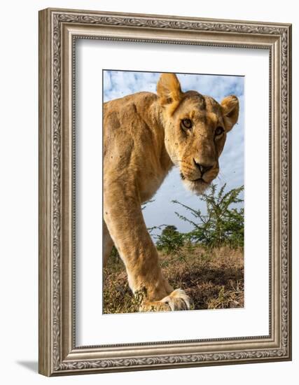 A portrait of a lioness at Masai Mara National Reserve, Kenya, Africa.-Sergio Pitamitz-Framed Photographic Print