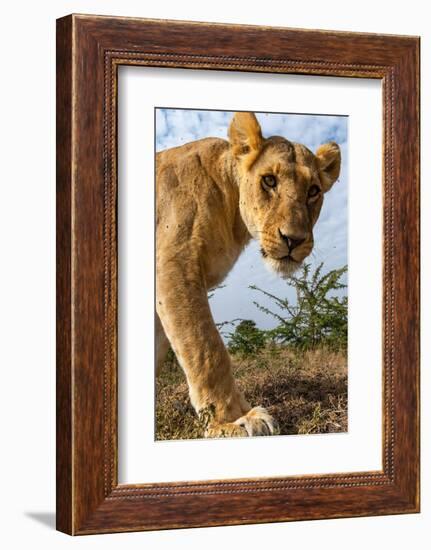 A portrait of a lioness at Masai Mara National Reserve, Kenya, Africa.-Sergio Pitamitz-Framed Photographic Print