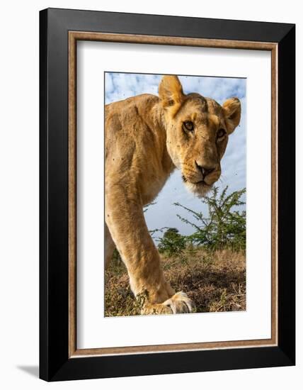 A portrait of a lioness at Masai Mara National Reserve, Kenya, Africa.-Sergio Pitamitz-Framed Photographic Print