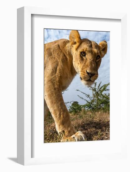 A portrait of a lioness at Masai Mara National Reserve, Kenya, Africa.-Sergio Pitamitz-Framed Photographic Print