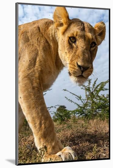 A portrait of a lioness at Masai Mara National Reserve, Kenya, Africa.-Sergio Pitamitz-Mounted Photographic Print