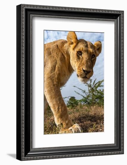 A portrait of a lioness at Masai Mara National Reserve, Kenya, Africa.-Sergio Pitamitz-Framed Photographic Print