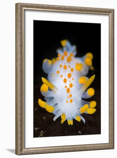 A Portrait Of A Nudibranch (Limacia Clavigera) Searching For Food On Algae. Gulen-Alex Mustard-Framed Photographic Print