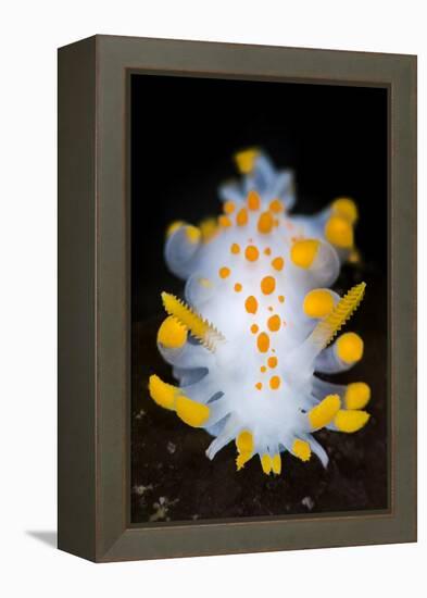 A Portrait Of A Nudibranch (Limacia Clavigera) Searching For Food On Algae. Gulen-Alex Mustard-Framed Premier Image Canvas