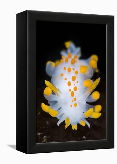 A Portrait Of A Nudibranch (Limacia Clavigera) Searching For Food On Algae. Gulen-Alex Mustard-Framed Premier Image Canvas