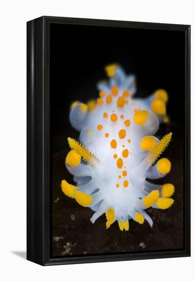 A Portrait Of A Nudibranch (Limacia Clavigera) Searching For Food On Algae. Gulen-Alex Mustard-Framed Premier Image Canvas