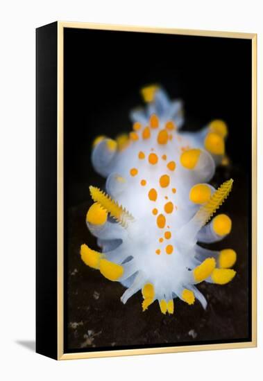 A Portrait Of A Nudibranch (Limacia Clavigera) Searching For Food On Algae. Gulen-Alex Mustard-Framed Premier Image Canvas