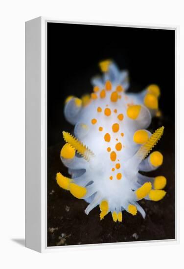 A Portrait Of A Nudibranch (Limacia Clavigera) Searching For Food On Algae. Gulen-Alex Mustard-Framed Premier Image Canvas