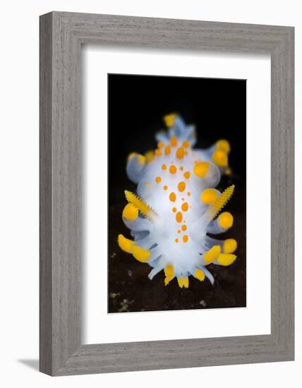 A Portrait Of A Nudibranch (Limacia Clavigera) Searching For Food On Algae. Gulen-Alex Mustard-Framed Photographic Print