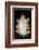 A Portrait Of A Nudibranch (Limacia Clavigera) Searching For Food On Algae. Gulen-Alex Mustard-Framed Photographic Print