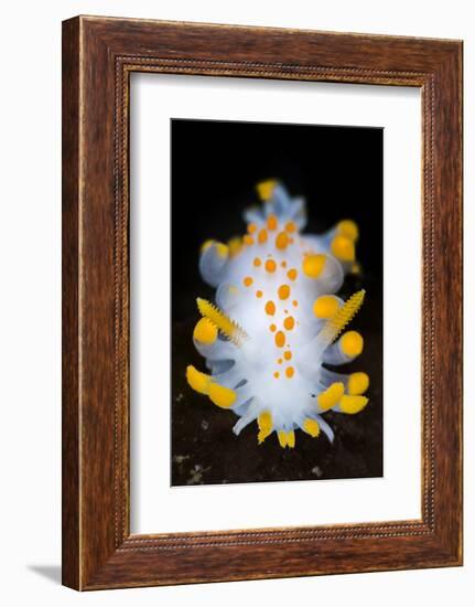 A Portrait Of A Nudibranch (Limacia Clavigera) Searching For Food On Algae. Gulen-Alex Mustard-Framed Photographic Print