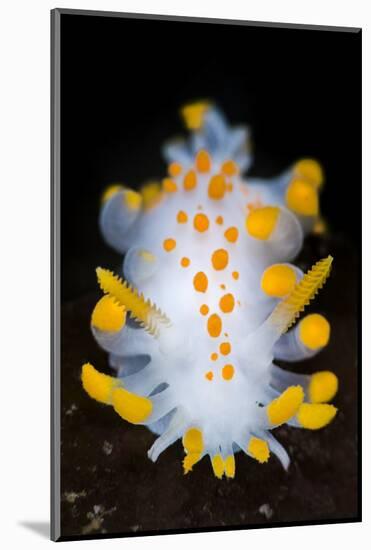 A Portrait Of A Nudibranch (Limacia Clavigera) Searching For Food On Algae. Gulen-Alex Mustard-Mounted Photographic Print