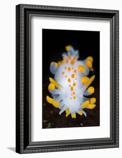 A Portrait Of A Nudibranch (Limacia Clavigera) Searching For Food On Algae. Gulen-Alex Mustard-Framed Photographic Print