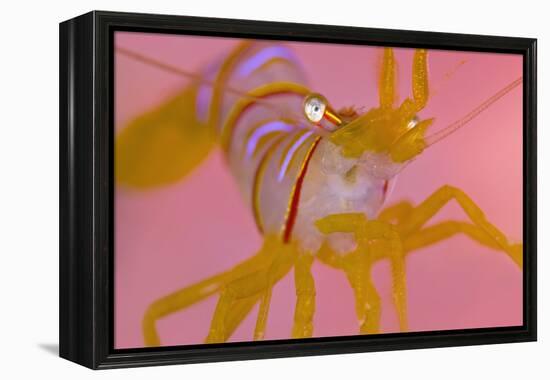 A Portrait Of A Small Candy Stripe Shrimp (Lebbeus Grandimanus)-Alex Mustard-Framed Premier Image Canvas