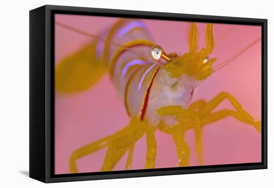 A Portrait Of A Small Candy Stripe Shrimp (Lebbeus Grandimanus)-Alex Mustard-Framed Premier Image Canvas
