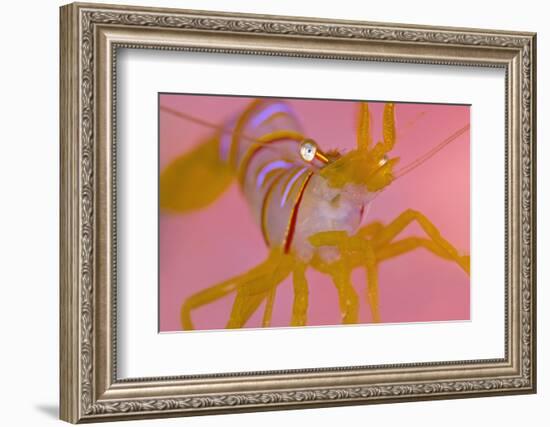 A Portrait Of A Small Candy Stripe Shrimp (Lebbeus Grandimanus)-Alex Mustard-Framed Photographic Print