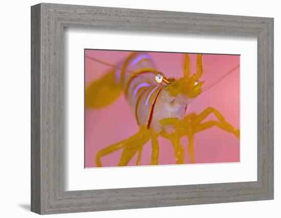 A Portrait Of A Small Candy Stripe Shrimp (Lebbeus Grandimanus)-Alex Mustard-Framed Photographic Print