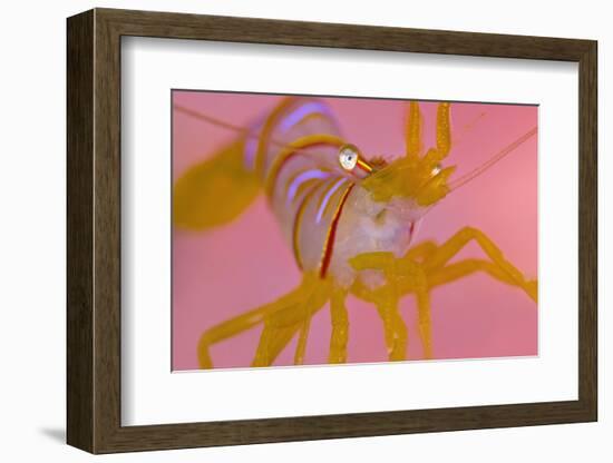 A Portrait Of A Small Candy Stripe Shrimp (Lebbeus Grandimanus)-Alex Mustard-Framed Photographic Print