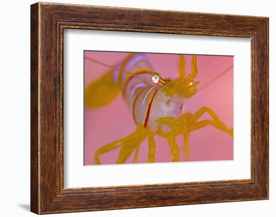 A Portrait Of A Small Candy Stripe Shrimp (Lebbeus Grandimanus)-Alex Mustard-Framed Photographic Print