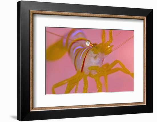 A Portrait Of A Small Candy Stripe Shrimp (Lebbeus Grandimanus)-Alex Mustard-Framed Photographic Print