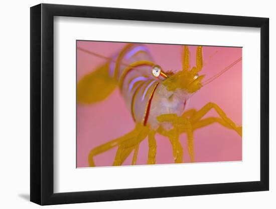 A Portrait Of A Small Candy Stripe Shrimp (Lebbeus Grandimanus)-Alex Mustard-Framed Photographic Print