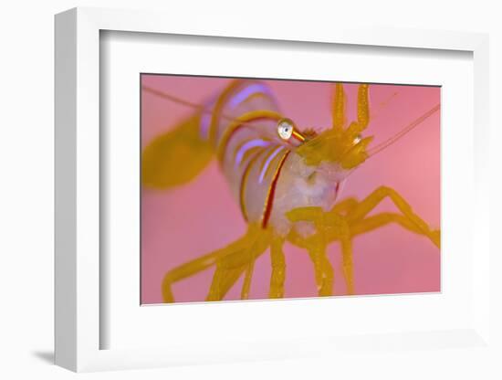 A Portrait Of A Small Candy Stripe Shrimp (Lebbeus Grandimanus)-Alex Mustard-Framed Photographic Print