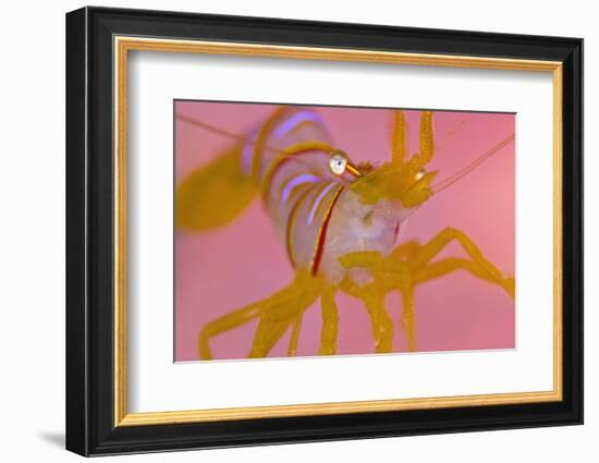 A Portrait Of A Small Candy Stripe Shrimp (Lebbeus Grandimanus)-Alex Mustard-Framed Photographic Print