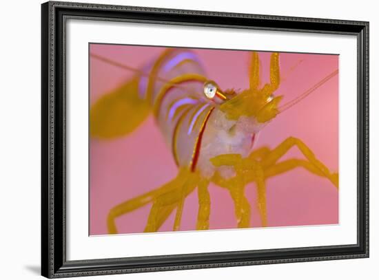 A Portrait Of A Small Candy Stripe Shrimp (Lebbeus Grandimanus)-Alex Mustard-Framed Photographic Print