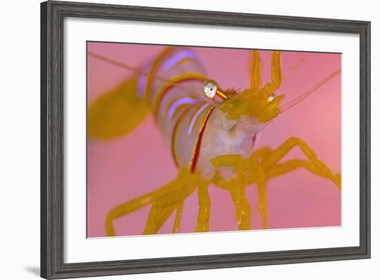 A Portrait Of A Small Candy Stripe Shrimp (Lebbeus Grandimanus)-Alex Mustard-Framed Photographic Print