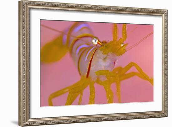 A Portrait Of A Small Candy Stripe Shrimp (Lebbeus Grandimanus)-Alex Mustard-Framed Photographic Print