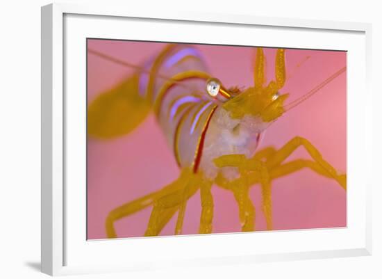 A Portrait Of A Small Candy Stripe Shrimp (Lebbeus Grandimanus)-Alex Mustard-Framed Photographic Print