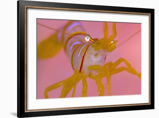 A Portrait Of A Small Candy Stripe Shrimp (Lebbeus Grandimanus)-Alex Mustard-Framed Photographic Print