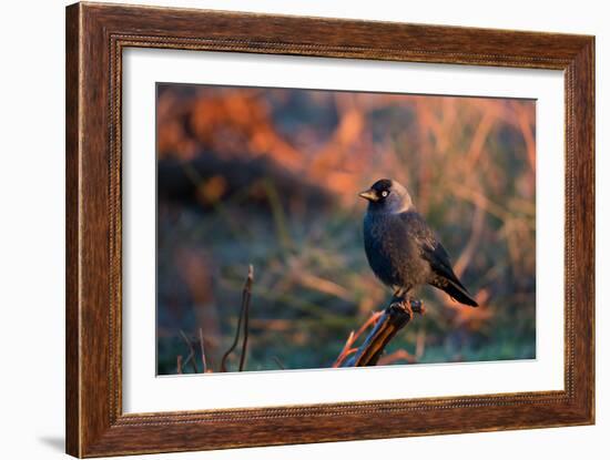 A Portrait of a Western Jackdaw Illuminated by the Orange Glow of Sunrise-Alex Saberi-Framed Photographic Print