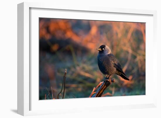 A Portrait of a Western Jackdaw Illuminated by the Orange Glow of Sunrise-Alex Saberi-Framed Photographic Print