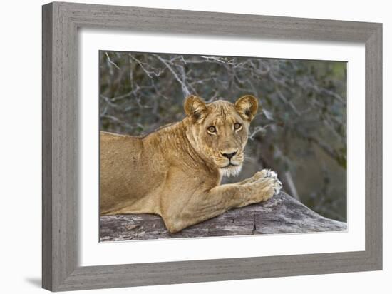 A Portrait Of A Wild Lioness Making Eye Contact With The Camera. Mana Pools, Zimbabwe-Karine Aigner-Framed Photographic Print