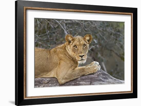 A Portrait Of A Wild Lioness Making Eye Contact With The Camera. Mana Pools, Zimbabwe-Karine Aigner-Framed Photographic Print