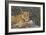 A Portrait Of A Wild Lioness Making Eye Contact With The Camera. Mana Pools, Zimbabwe-Karine Aigner-Framed Photographic Print