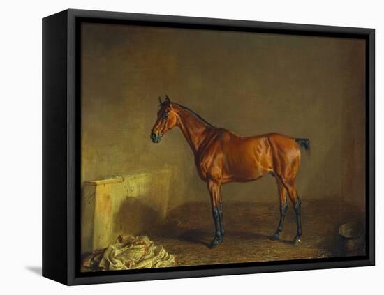 A Portrait of 'Marshall' a Bay Racehorse, in a Stall-Edward Troye-Framed Premier Image Canvas