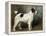 A Portrait of Nettle, a Terrier-John Emms-Framed Premier Image Canvas