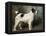 A Portrait of Nettle, a Terrier-John Emms-Framed Premier Image Canvas