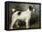 A Portrait of Nettle, a Terrier-John Emms-Framed Premier Image Canvas