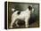 A Portrait of Nettle, a Terrier-John Emms-Framed Premier Image Canvas
