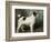 A Portrait of Nettle, a Terrier-John Emms-Framed Giclee Print