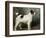 A Portrait of Nettle, a Terrier-John Emms-Framed Giclee Print