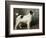 A Portrait of Nettle, a Terrier-John Emms-Framed Giclee Print