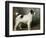 A Portrait of Nettle, a Terrier-John Emms-Framed Giclee Print