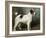 A Portrait of Nettle, a Terrier-John Emms-Framed Giclee Print