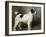 A Portrait of Nettle, a Terrier-John Emms-Framed Giclee Print