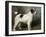 A Portrait of Nettle, a Terrier-John Emms-Framed Giclee Print